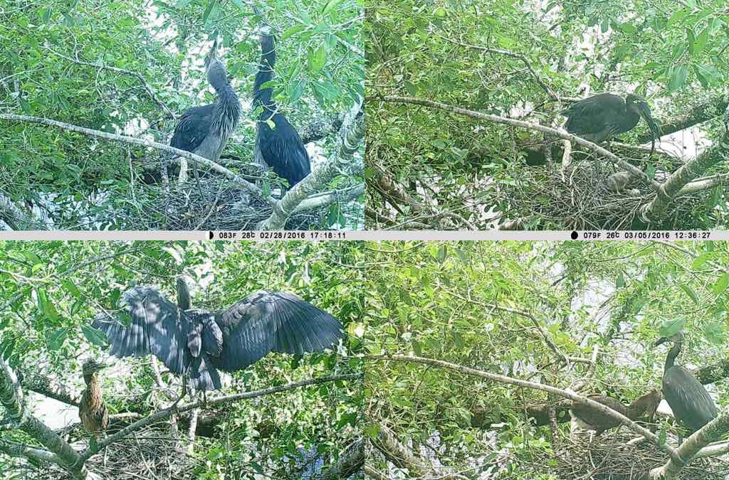 Photographic monitoring of a rare occurrence – nesting Great-billed Herons