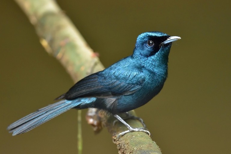 Shining Flycatcher (Photo: Koji Nakano)