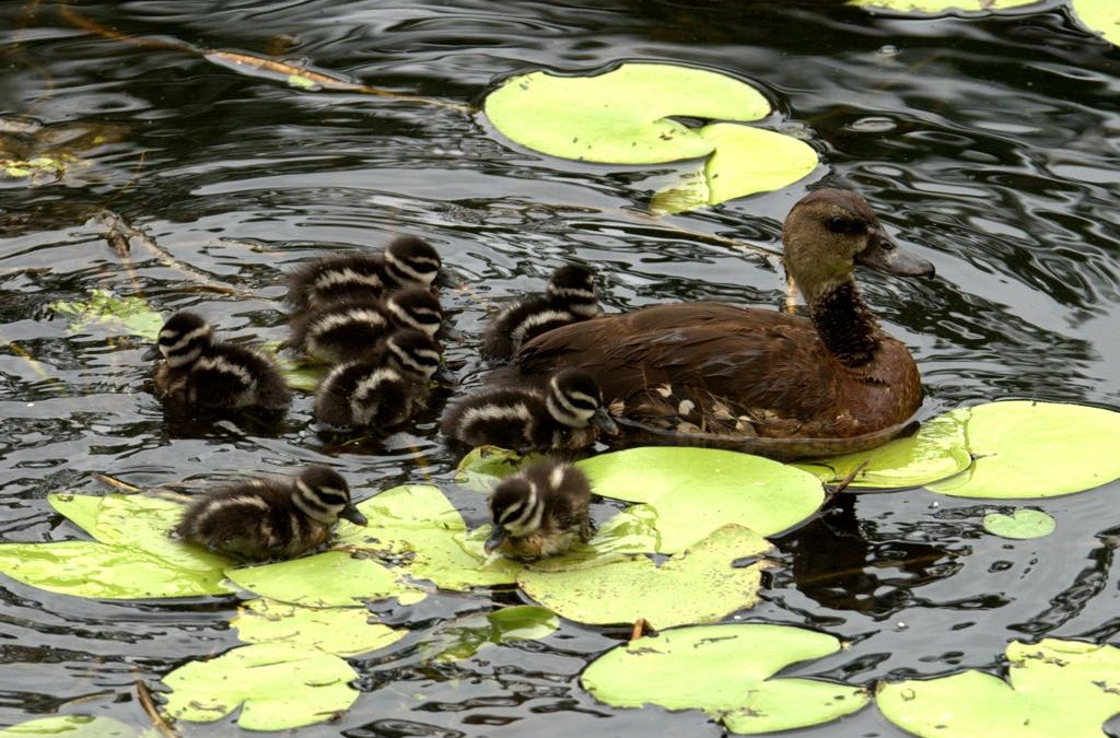 Spotted Whistling Duck